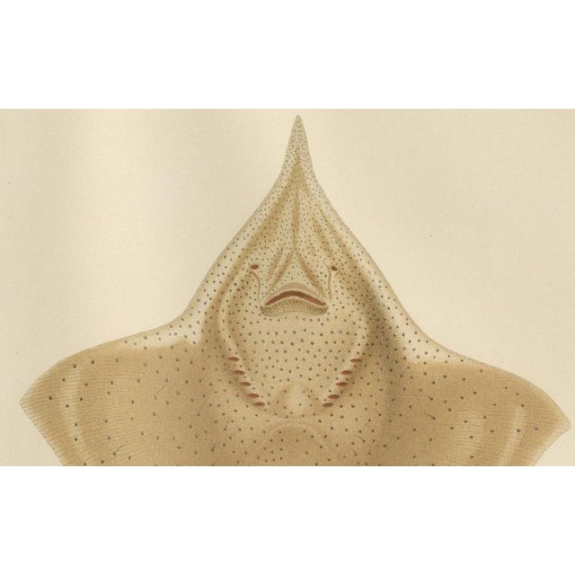 C. Erdmann, Thorny Skate from Pisces Scandinaviae Collection, 1895, Print For Sale - Image 3 of 10