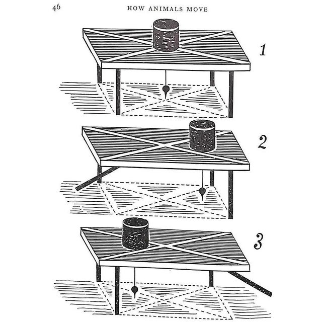 White "How Animals Move: The Royal Institution Christmas Lectures 1951" 1953 Gray, James For Sale - Image 8 of 11