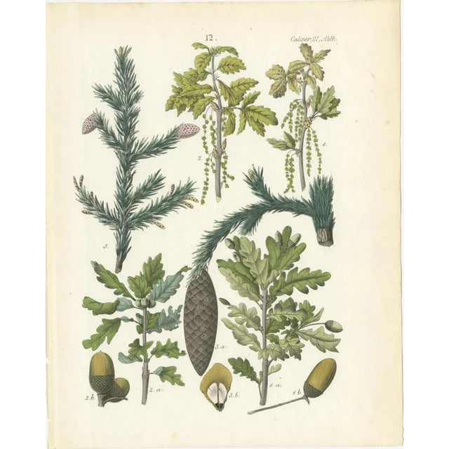 Hand-Colored Botanical Lithograph of Spruce, Oak, and Currant, Calwer, 1854 This exquisite botanical lithograph is from...
