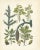 Hand-Colored Botanical Lithograph of Spruce, Oak, and Currant, Calwer, 1854 This exquisite botanical lithograph is from...