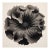 Ruta Graveolens Flower — Vintage Botanical Photography Print For Sale