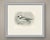 This antique bird print shows a smew drake swimming, the plumage almost wholly white with a black patch through the eye, a...