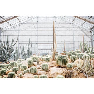 Cactus Garden 2 by Trunk Archive, Unframed Art Print, 48x32 For Sale