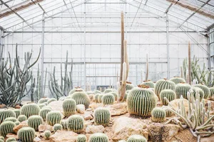 Cactus Garden 2 by Trunk Archive, Unframed Art Print, 48x32