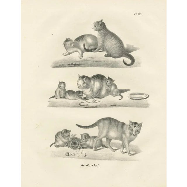 Paper Domestic Cats, 1836, Lithograph For Sale - Image 7 of 10