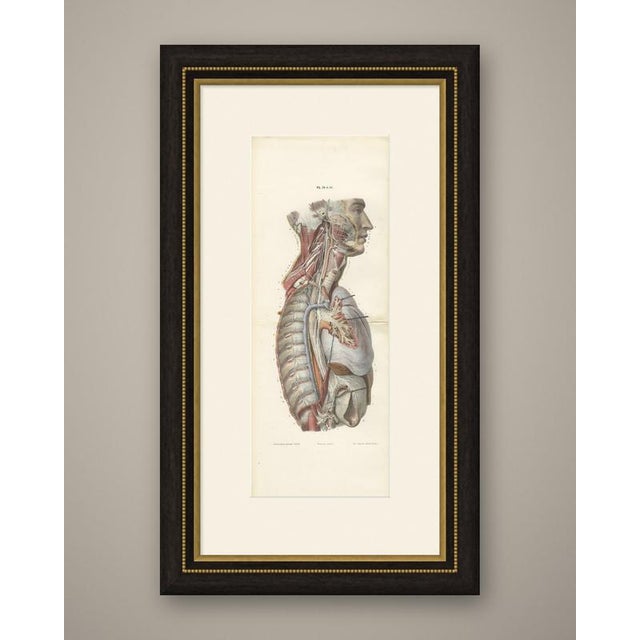 This antique anatomy print of the sympathetic chain and vagus in the thorax is an original 1866 hand coloured lithograph...
