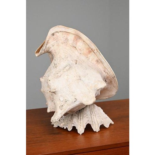 Vintage Shell Lamp For Sale - Image 4 of 10