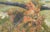 Paul Segieth, Landscape with Alpenglow, 1923, Oil on Canvas, Framed For Sale - Image 8 of 15