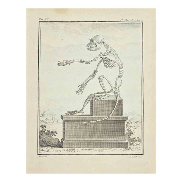 Juste Chevillet, The Skeleton, Etching, 1771 For Sale