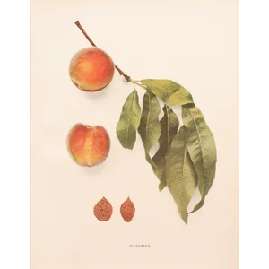 1900s U. P. Hedrick, Original Antique Photogravure of Alexander Peaches