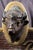 Simon Pure Beer Ale Buffalo Head Advertising Sign For Sale - Image 4 of 7