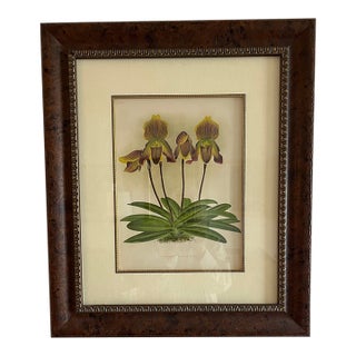 Lindenia Orchid Lithograph: Cypripendium Vexxillarium RCHB.Pl. CCCLX For Sale