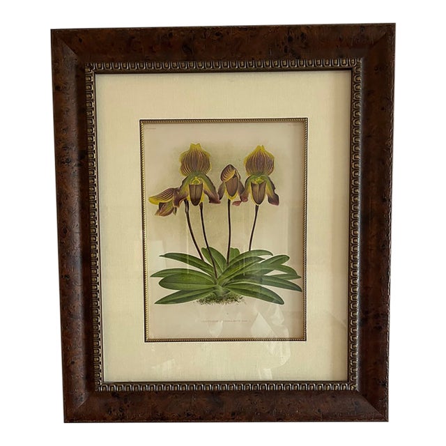 Lindenia Orchid Lithograph: Cypripendium Vexxillarium RCHB.Pl. CCCLX For Sale