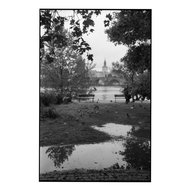 Paul Cooklin, Swans on the Vltava River, Edition of 50 For Sale