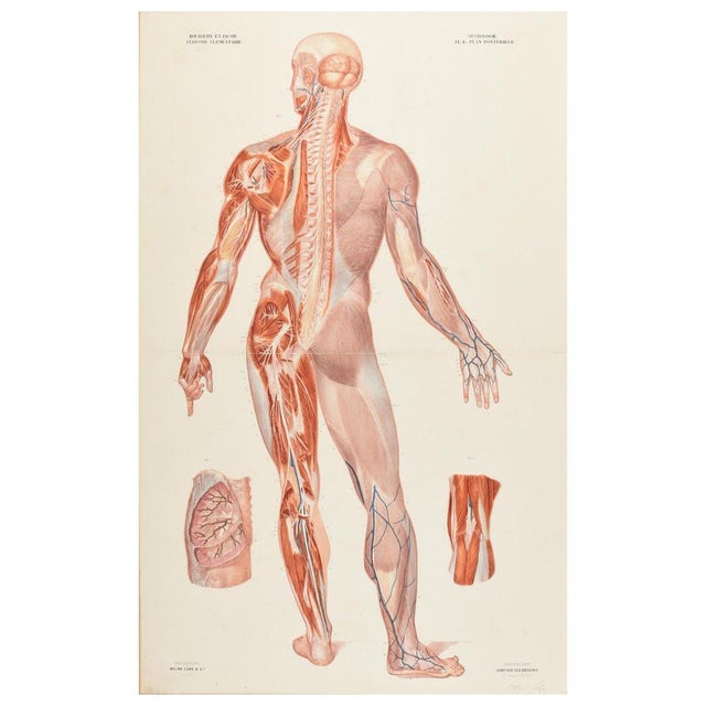 Coloured anatomical plate (no. 17), showing the nervous system in the human body. from Jean-Baptiste Bourgery's 'Anatomie...