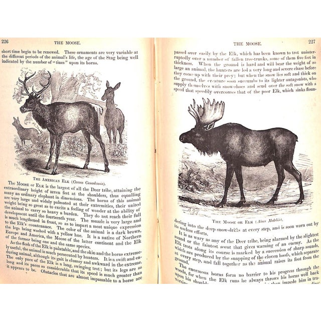 "Popular Natural History" Wood, Rev. J. G. M. A. For Sale - Image 10 of 12