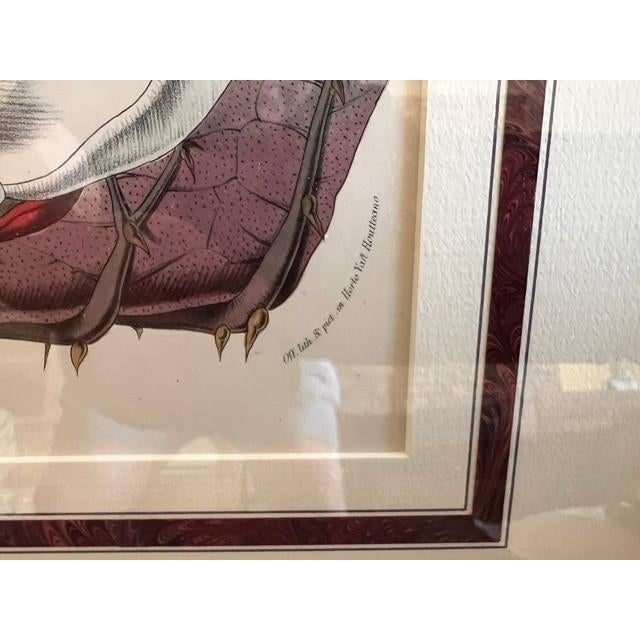 Victorian Mid 19th Century Victoria Regia Botanical Lithograph - Giant Water Lily For Sale - Image 3 of 4