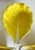 Rustic European 1960s Secla Portuguese Yellow Majolica Cabbage Leaf Bowls – Set of 3 For Sale - Image 3 of 11