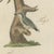 Beige Bertuch, Black and Green Woodpeckers with Nuthatch, 1805, Print For Sale - Image 8 of 12