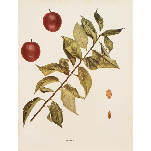 1900s U. P. Hedrick, Original Antique Photogravure of America Plums For Sale