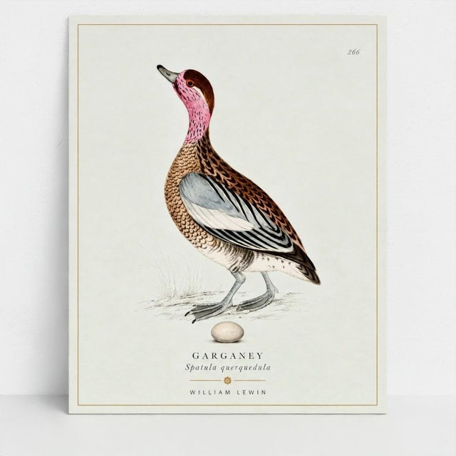 THE WILLIAM LEWIN WATERBIRDS & WADERS COLLECTION A carefully curated collection of fine-art ornithological prints...