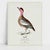 THE WILLIAM LEWIN WATERBIRDS & WADERS COLLECTION A carefully curated collection of fine-art ornithological prints...