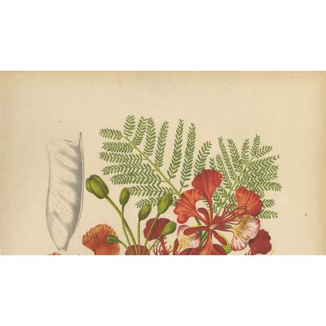 Hoola van Nooten, Royal Poinciana Botanical, 1880, Chromolithograph For Sale - Image 6 of 10