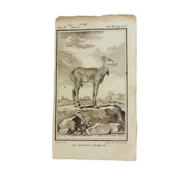 Figurative Set of 4 Antique Copper Plate Engravings Prints Buffon 1782 For Sale - Image 3 of 5