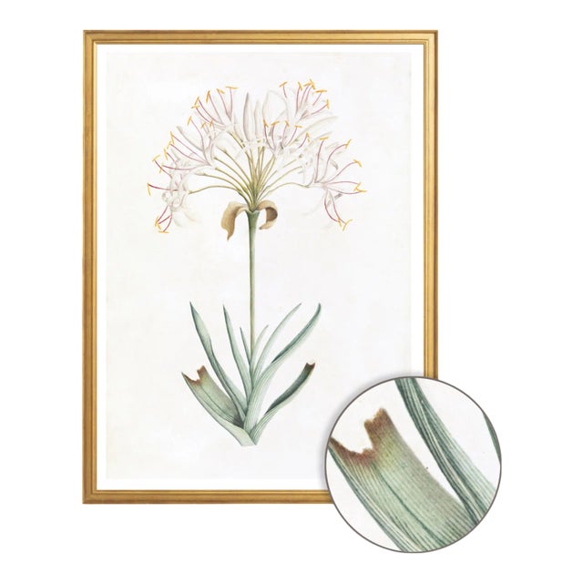 Celerie Kemble Curated Australian Botanical VI (16x20) in Gold Frame For Sale