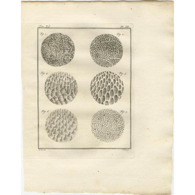 Elephant Anatomy Engravings, 1769, Set of 6 For Sale - Image 4 of 9