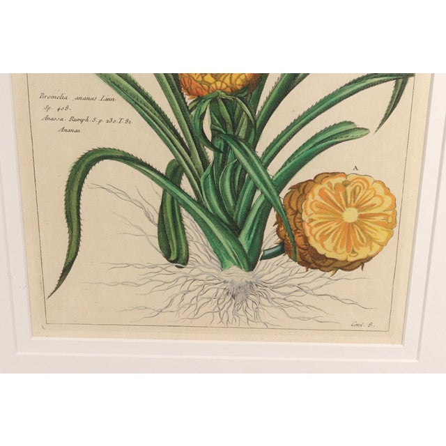 Botanical Hand-Colored Engraving of a Pineapple, Georg Eberhard Rumphius 1741–1750) For Sale - Image 4 of 8