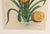 Botanical Hand-Colored Engraving of a Pineapple, Georg Eberhard Rumphius 1741–1750) For Sale - Image 4 of 8