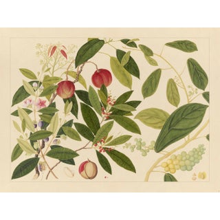 Golden Tropic Botanicals, Giclée Print #9 Reproduction For Sale