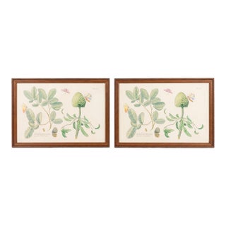 Pair of Vintage Botanical & Entomological Framed Art Prints For Sale