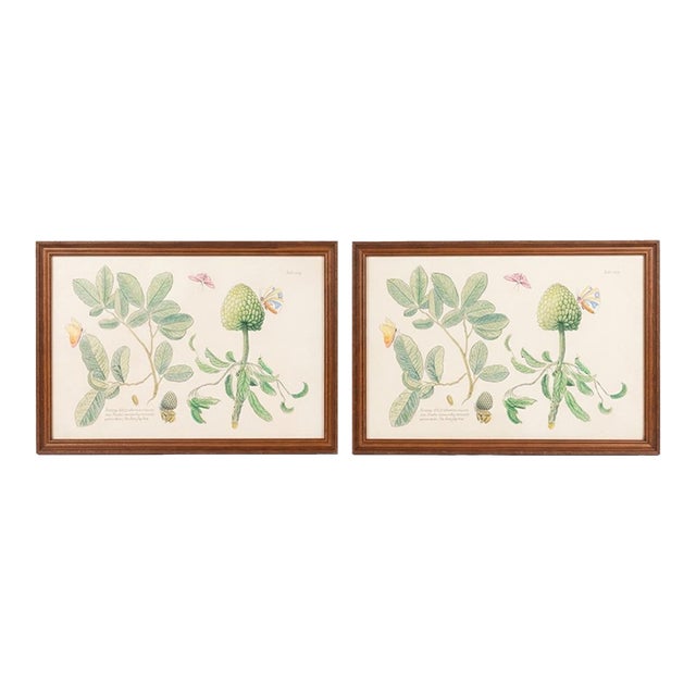 Pair of Vintage Botanical & Entomological Framed Art Prints For Sale