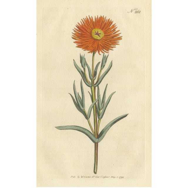Curtis, Botany Illustration of Mesembryanthemum Aureum or Golden Fig-Marigold, 1794, Print For Sale - Image 3 of 6