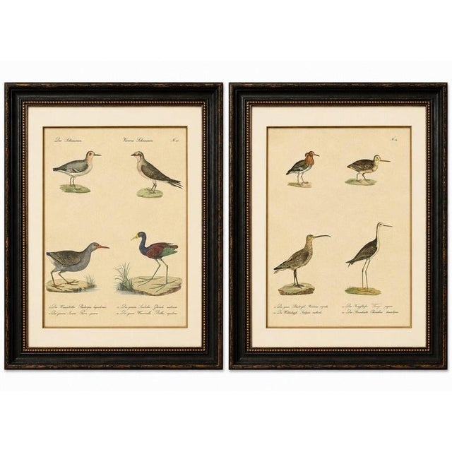 Shorebirds, Jacana & Water Rail Pair, Brodtmann Hand-Colored Lithographs, 1816 This attractive pair of original hand-...