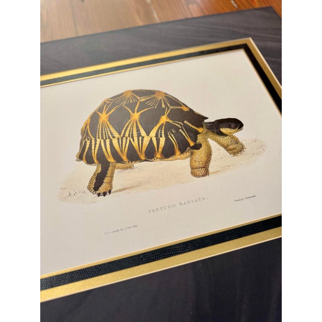 Late 20th Century Unframed but Matted Pair of Testudo Carbonaria and Testudo Radiata Prints- Pair of Turtle Prints For Sale - Image 5 of 5
