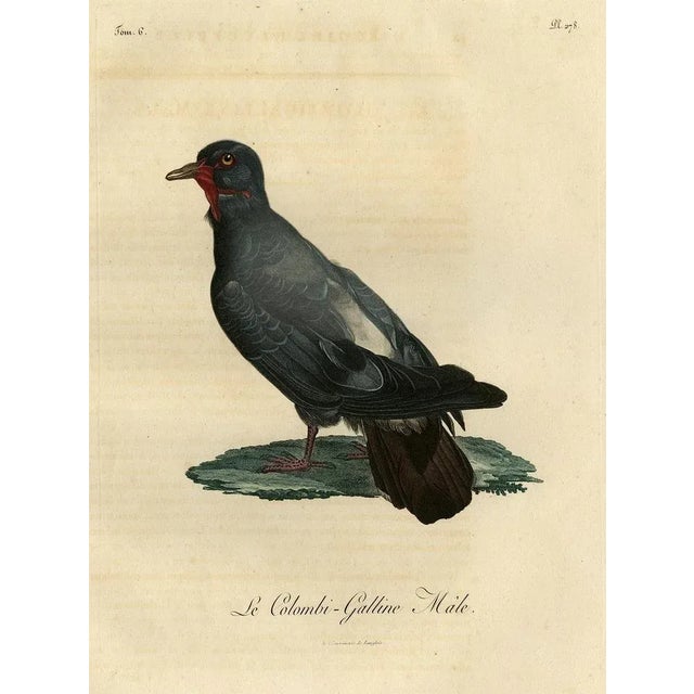 After Reinold, Bird Illustration of a Dove Named Le Colombi-Galline, Male, 1800, Print For Sale - Image 6 of 6