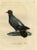 After Reinold, Bird Illustration of a Dove Named Le Colombi-Galline, Male, 1800, Print For Sale - Image 6 of 6