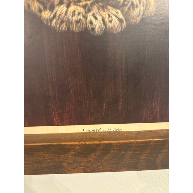 Vintage “Leopard” by M. Brice Aaron Pix Wildlife Print in Wood Frame For Sale - Image 9 of 9