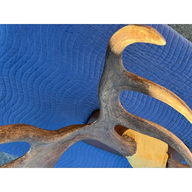 Extra Large Vintage Moose Antler Wall Mount For Sale - Image 4 of 8