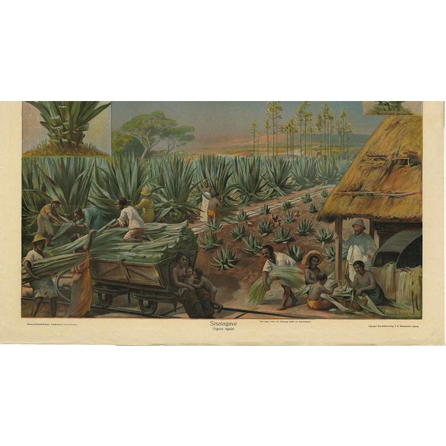 F.E. Wachsmuth, Schoolplate of a Sisal Agave Production Field, 1890s, Paper For Sale - Image 4 of 8