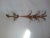 Sweet Gilded Sconce Great details on this wall Sconce. Accented with glass prisms handing from the leaf/fronds. Easy mount