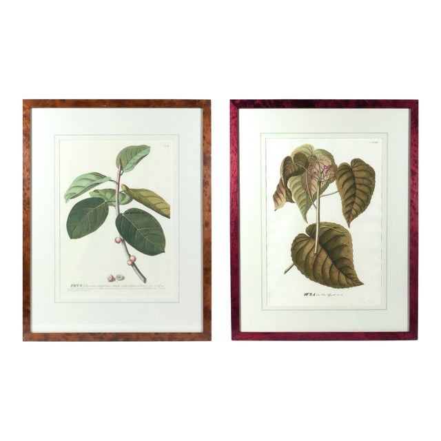 18th-Century Exotic Botanical Prints From Plantae Selectae by Georg Ehret For Sale