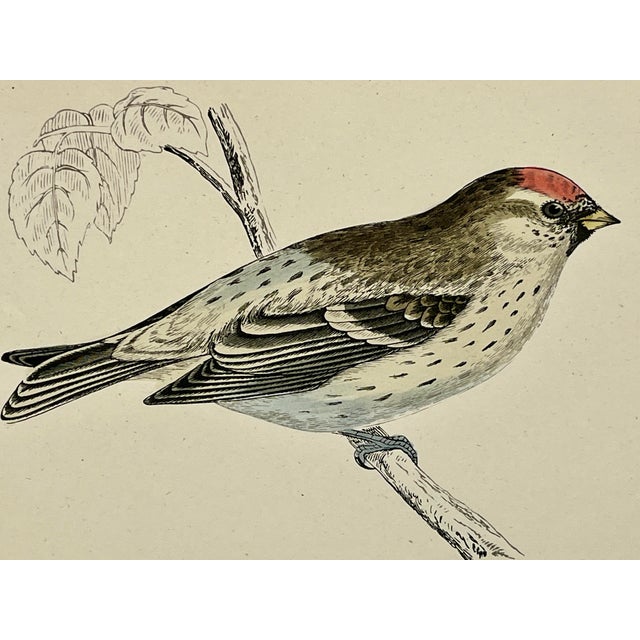 Antique Hand Tinted Bird Print From England Featuring a Mealy Redpole - Circa 1888 For Sale - Image 11 of 12