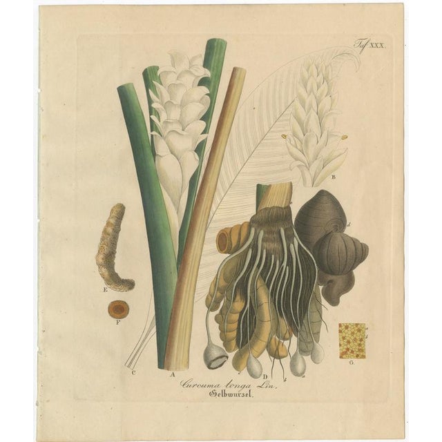 Antique Turmeric Botanical Print, Curcuma Longa, Hand Colored, c.1831 : This vibrant botanical engraving depicts Curcuma...