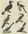 Bertuch, Various Birds Including The Aracari Toucan, Print For Sale - Image 4 of 6