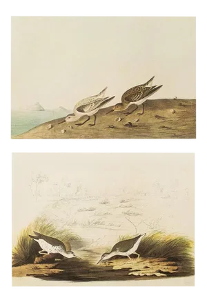 1966 Vintage Cottage Print "Sanderling & Spotted Sandpipers" After John James Audubon