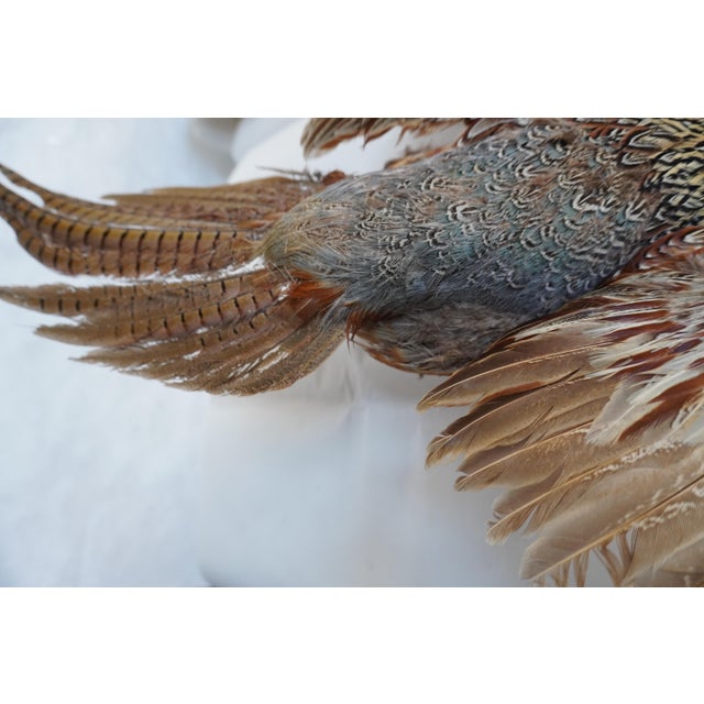 Brown Taxidermy Flying Pheasant For Sale - Image 8 of 15